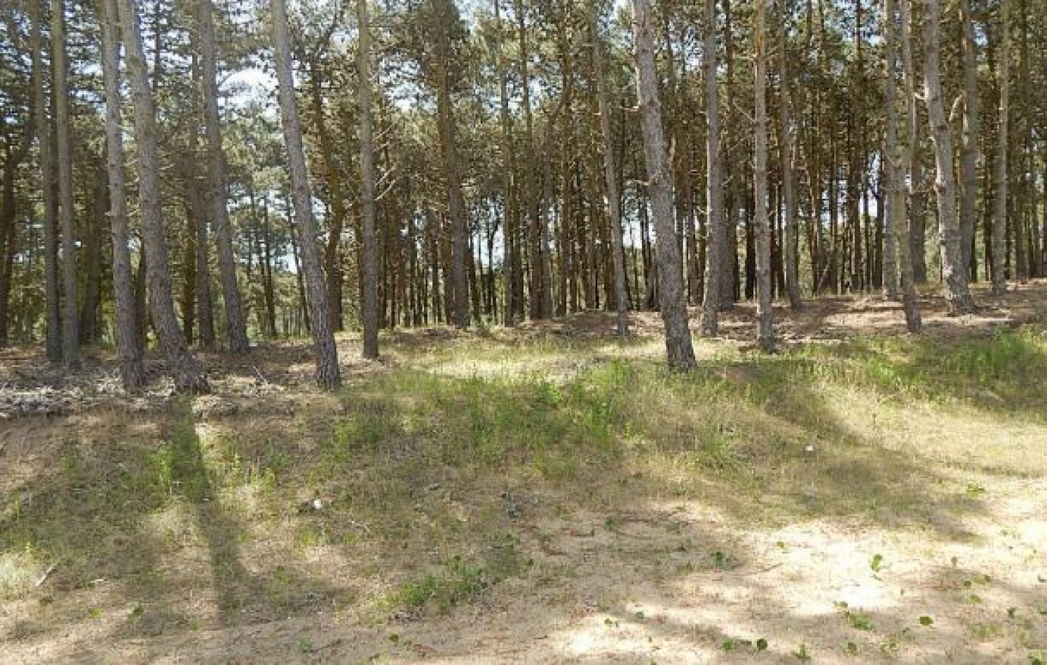 MAGNIFICO LOTE EN ALAMOS II, (LOTE 18 - MANZANA 239), 1.396,62 M2., DEL ANCLA ENTRE DE LA CALANDRIA Y DEL ESPARTILLO. LOTE EN VENTA.